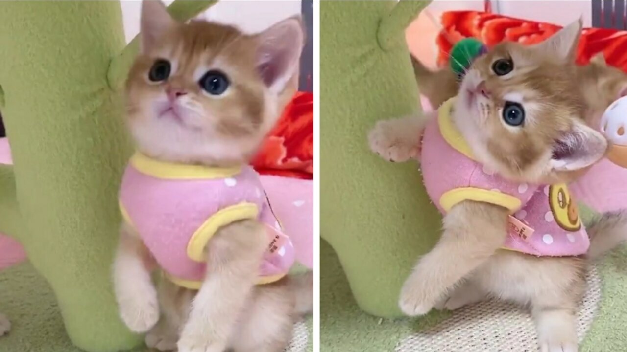 Cute kitten excited! | Cute Moments 🥺