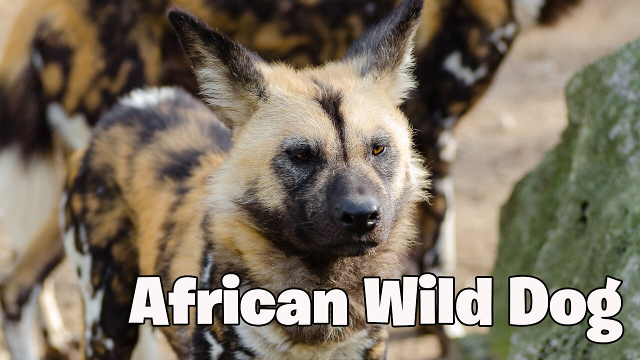 Wild Dog African