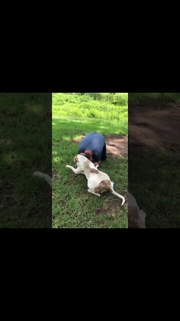 Large pit bull plays with man he thought was attacking owner when goofing around