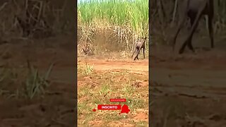 Chupa cabra? Que bicho é esse!