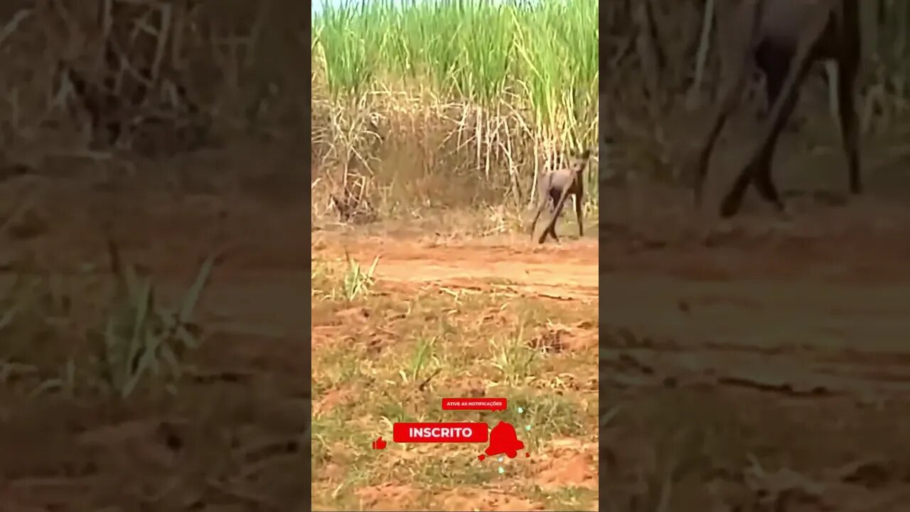 Chupa cabra? Que bicho é esse!