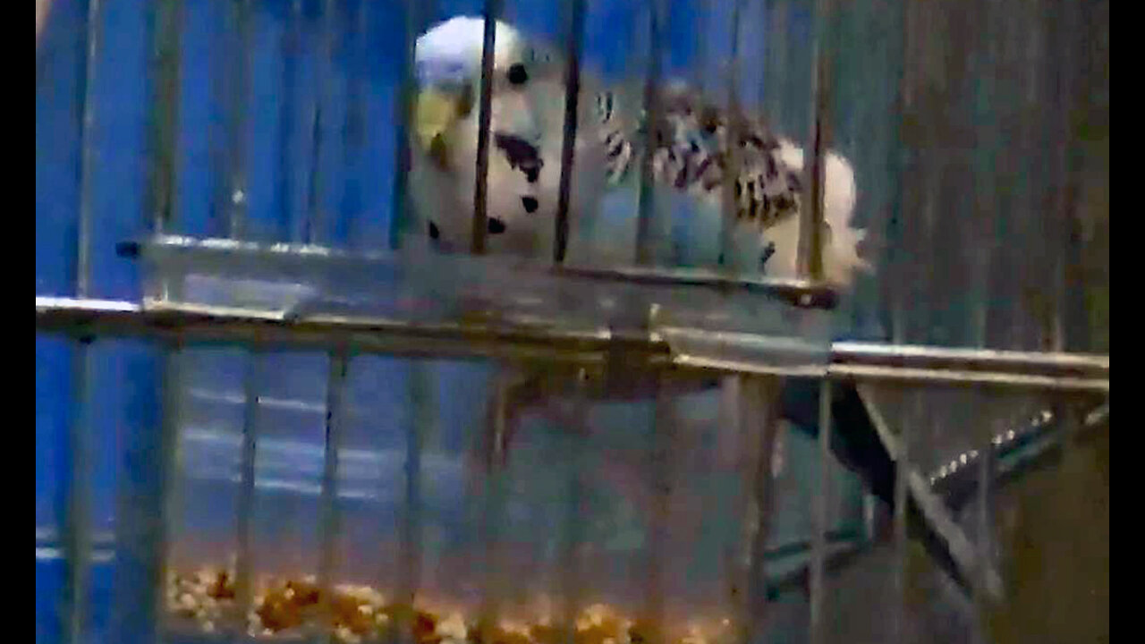IECV PBV #13 | 👀 Bert Eating, Dancing And Hanging Up Side Down🐥 1-3-2014