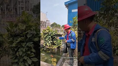 Ngasih makan ikan ikan lucu di kolam PLTU Rembang