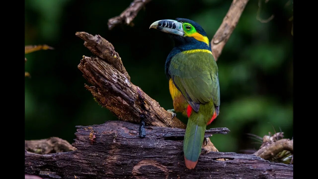 canto araçari poca