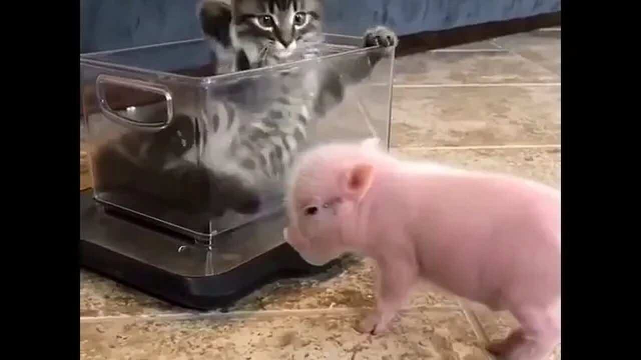 PLAYING CAT VIDEO MEAWWW