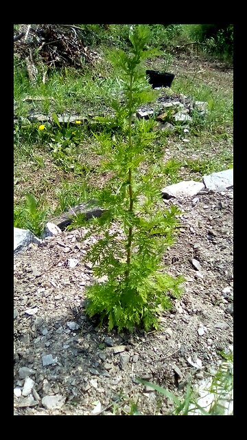 Artemisia Annua garden July
