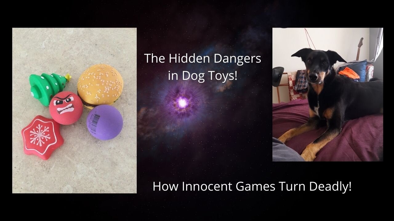 The Dangers of Dog Toys.