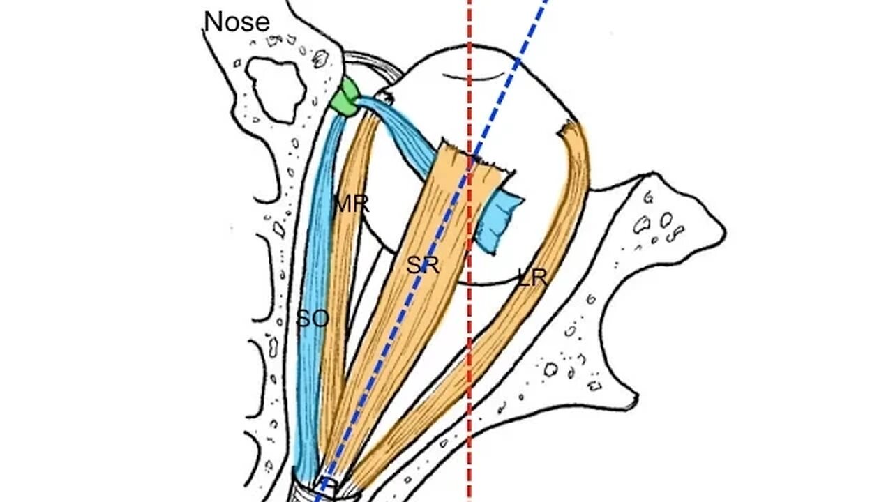 Extraocular muscles tutorial