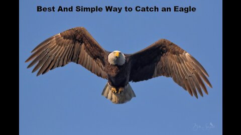 Best and Simple Method to catch an eagle