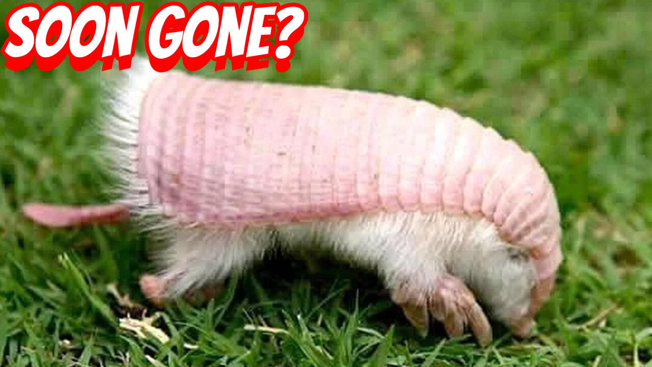 The Rare And Cute Pink Fairy Armadillo?