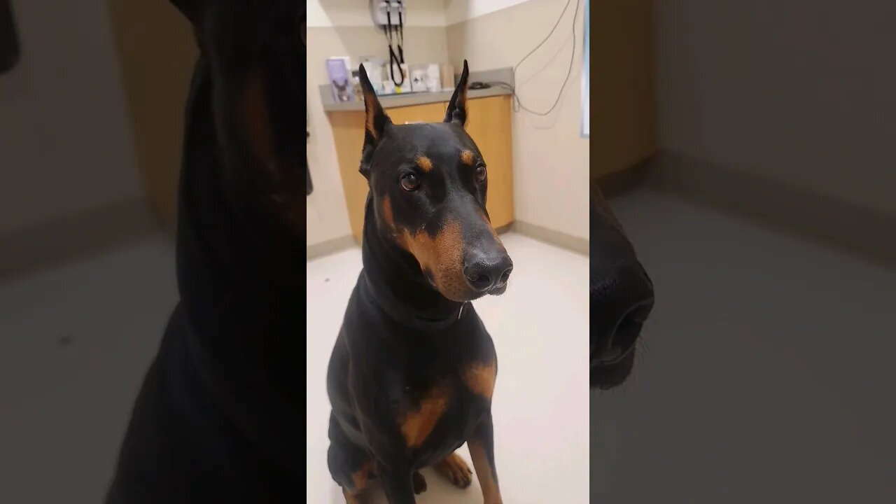 🐕When You're NERVOUS at the vet! 🩺 #doberman #dobermanlove #dobermanplanet #dobermanpinschers #dobie