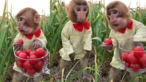 cute monkey family