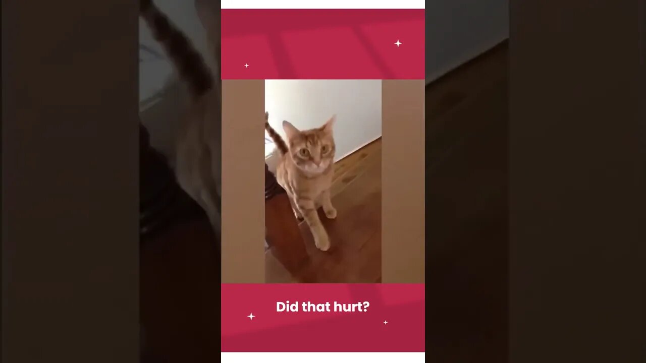 Cat jumping in the lake😂, Try not to laugh😅.