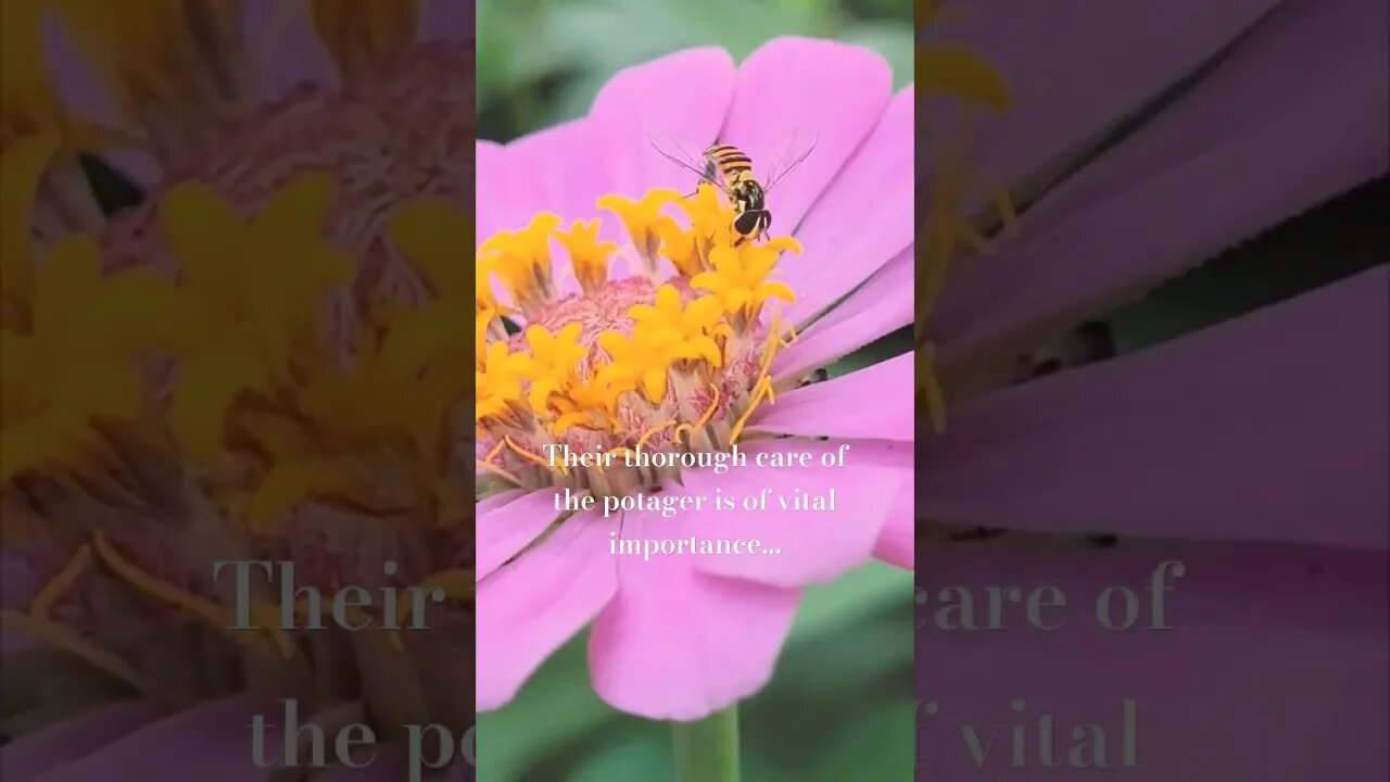 The Tiny workers of the Potager... #gardening #potagergarden #garden #organicgardening #insects