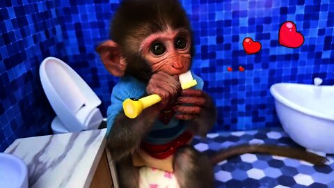 FUNNY AND CUTE ANIMALS 🐒🐤🐕🐩