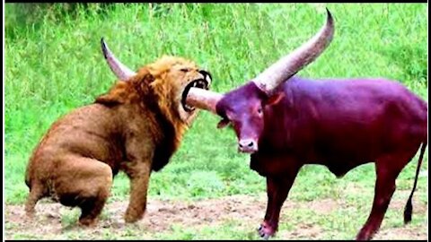 20 TIMES ANIMALS MESSED WITH THE WRONG OPPONENT