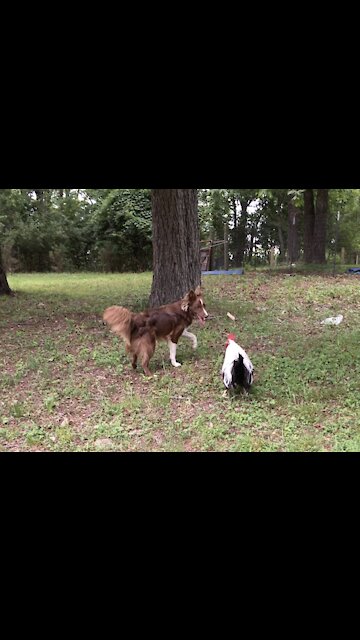 Brad Pitt the Rooster Plays Tag With Border Collies