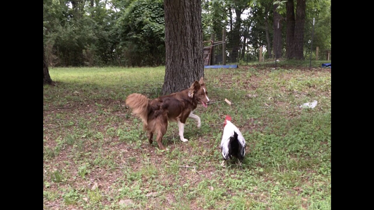 Brad Pitt the Rooster Plays Tag With Border Collies