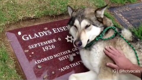 You will cry 100% if you love ANIMALS - Emotional video (Must Watch)!!
