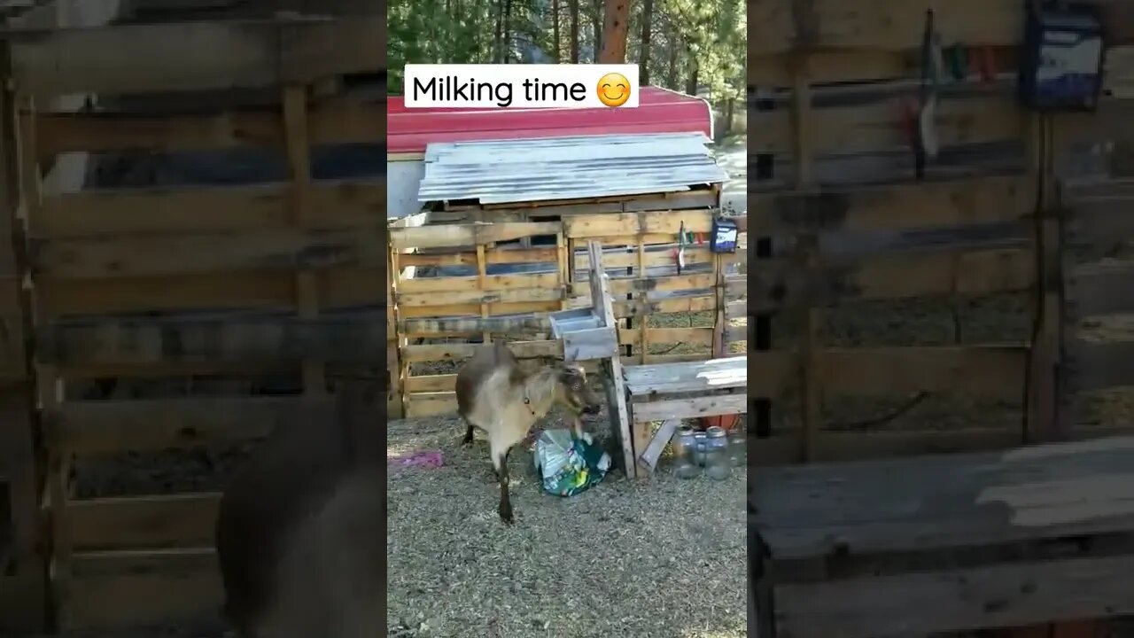 #milking #goats #dairygoats #goatmilk #rawmilk #homesteading #homesteadlife #farmlife #farmanimals