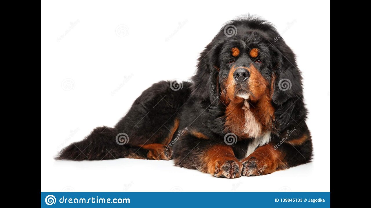 The Tibetan Mastiff - All About The Tibetan Mastiff Dog