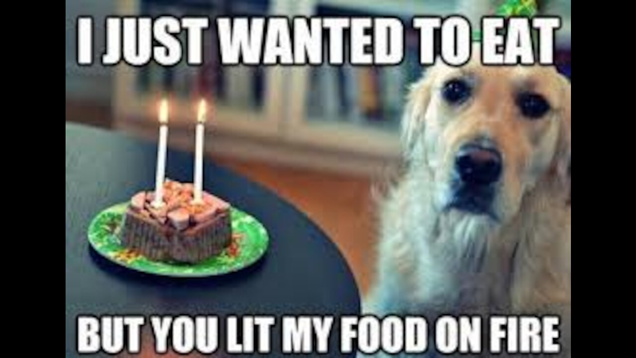 Funny Animals- - Best Of The 2021 Funny Animal Videos