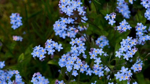 "Forget-Me-Not: Symbol of Love and Memory"