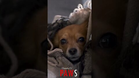 #PAWS - Blanket Doggy