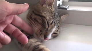 This Heat Wave Makes Kitten Feel Uncomfortable