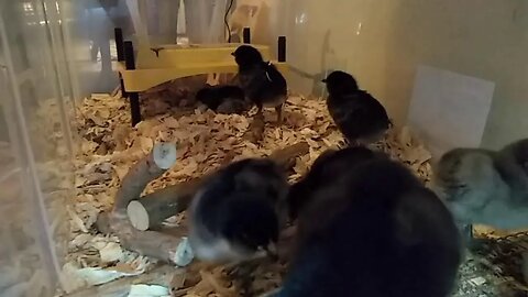 Live 7 Day Old Chicks, Trying a new angle
