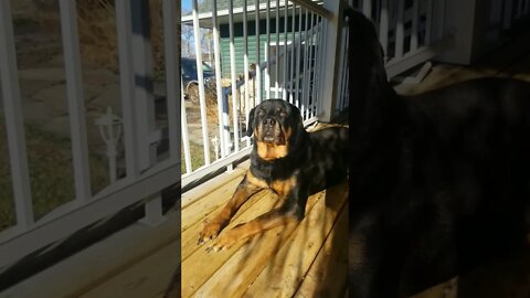 Rottweiler Simply The Best 💖💕💛 #Shorts #rottweiler
