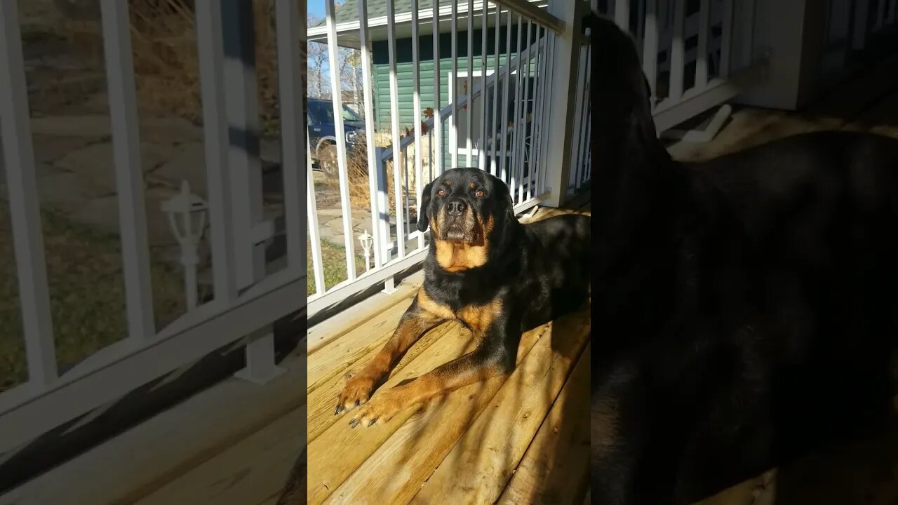 Rottweiler Simply The Best 💖💕💛 #Shorts #rottweiler