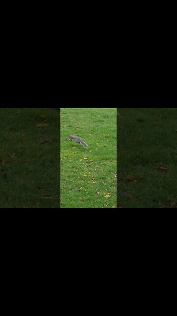 Squirrel #shorts #shorts #bharatsamgi