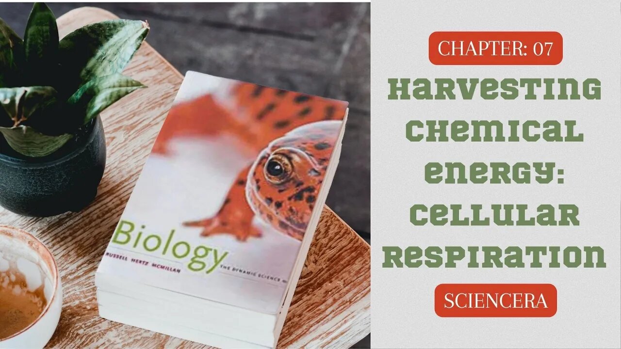 CHAPTER 07 - CELLULAR RESPIRATION (Glycolysis, Citric Acid Cycle, Phosphorylation)