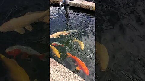 Beautiful Japanese koi fish #shorts