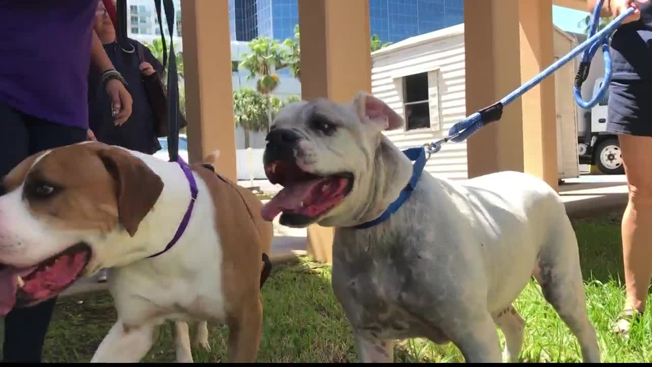 Romeo and Juliet looking for their "FUR"ever homes.