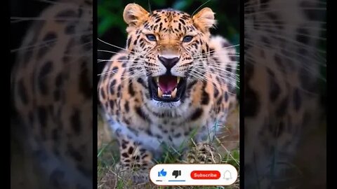 Chama a atenção! E o bicho é belo!!