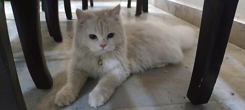 My cute cat video