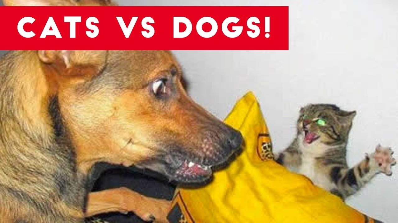 Funny and Cute Cat vs Dogs Videos Compilation