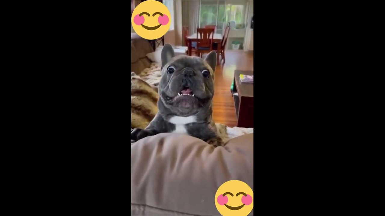 funny animals