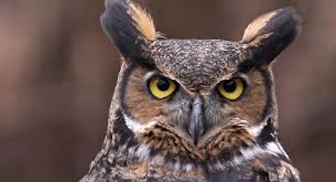 THE OWL BIRD 2020