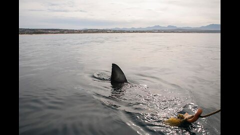 Car Passenger Devoured by Sharks