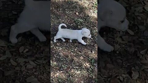 Wish You Were a Puppy? 😂