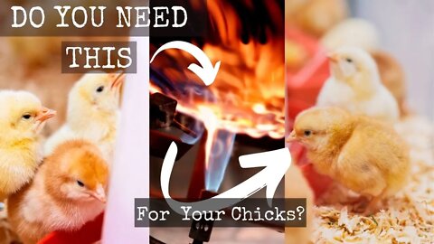 How To Raise Baby Chicks On Your Homestead