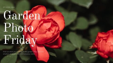 Garden Photo Friday | Episode 004