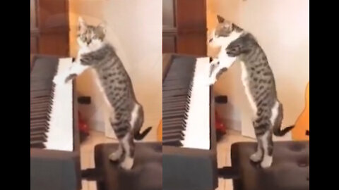 Cat playing "Still D.R.E"