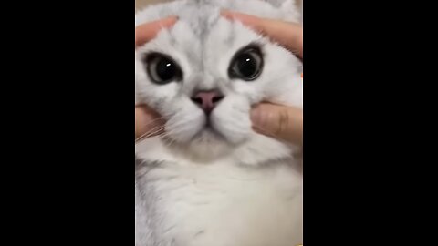 funny cat clips