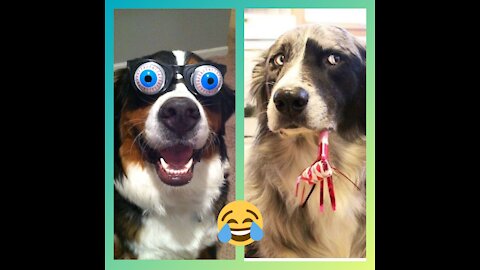 Dog's reaction sooo funny video 😂😂😂😂