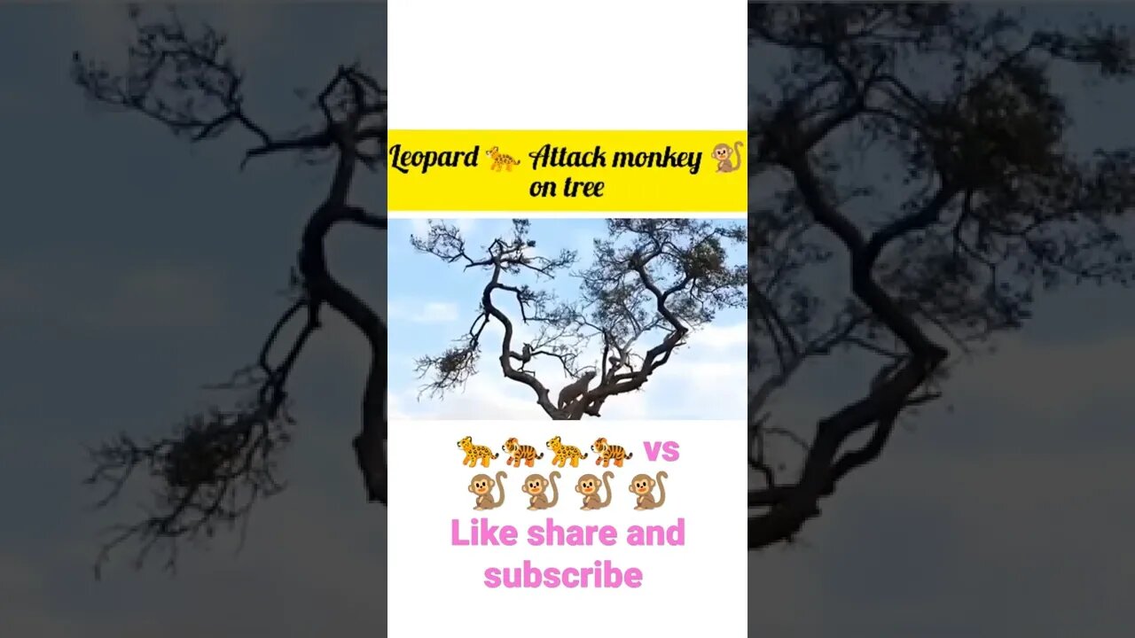 Tiger try to catch monkey on the tree • #shorts #youtubeshorts