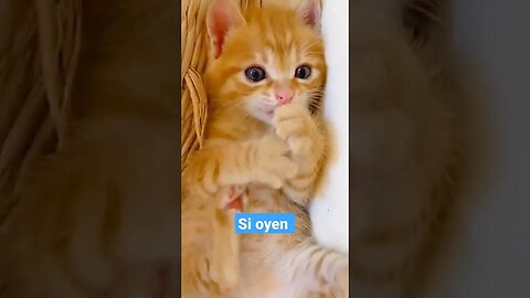 Anak kucing si oyen manis #short #kucingmeong #kucinglucu #catcutevideo #cats